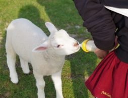 【news】大阪「ワールド牧場」の動物が出産ラッシュ到来！