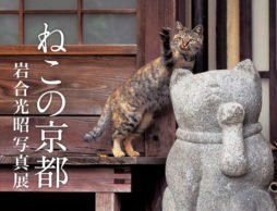 【news】動物写真家 岩合光昭の新作写真展「ねこの京都」が2017年5月に開催！