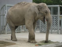 【news】七夕、あなたの願いを叶えます！～動植物園が夢の体験実現イベントを初開催～