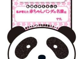 赤ちゃんパンダの名前募集がスタート