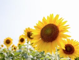 【絵本クラブ】vol.2 夏真っ盛り！8月のお届け内容を紹介します！
