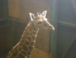 【news】パンダだけじゃない！約5年ぶり誕生の動物の赤ちゃん、一般公開スタート