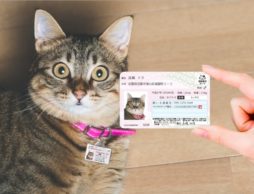 【news】愛猫の身分証明書『マイニャンバーカード』、2018年2月22日より『発売１周年記念 猫の日特割』開始！！
