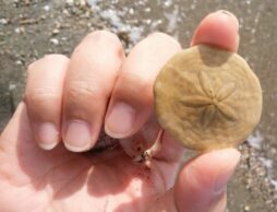 海は読み終わらない「本」だ！ 浜辺さんぽで知的好奇心に火をつけよう