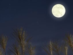 「お月さまの絵本」人気ランキング1位~10位