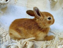 【テーマ別絵本】「うさぎの絵本」人気ランキング1位～10位